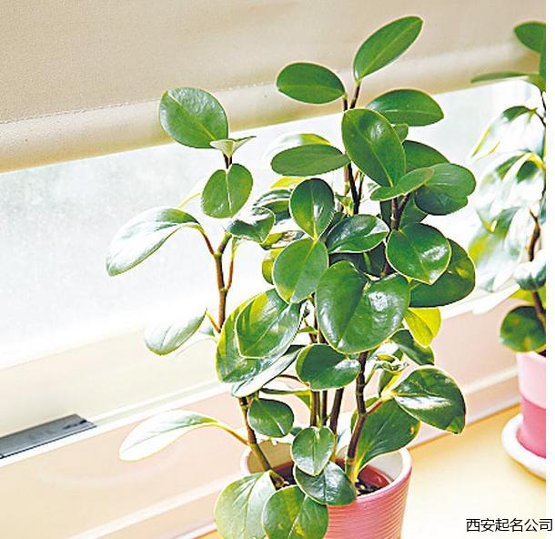 西安起名公司宋晓涛